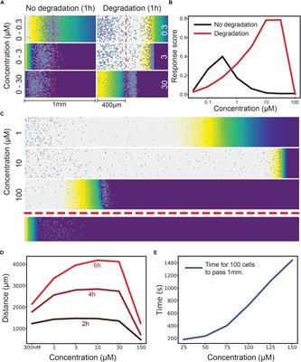 Self-Generated Gradients Yield Exceptionally Robust Steering Cues